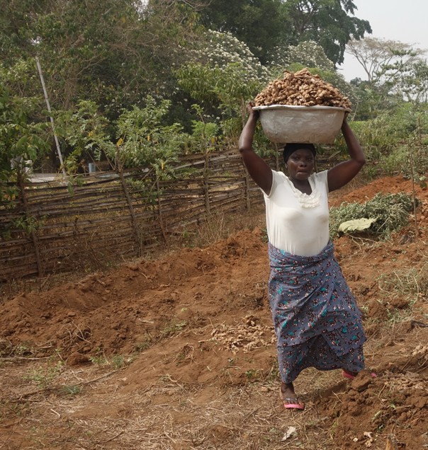 Ingwer-Variationen auf dem Weihnachtsmarkt